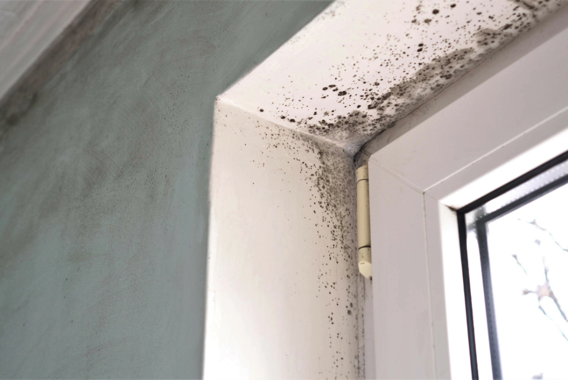 mold_blog